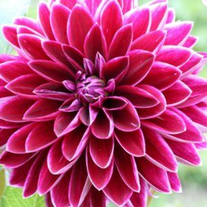 Meet your Posher, Angelleca